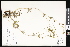  ( - CCDB-23957-C10)  @11 [ ] CreativeCommons - Attribution (2015) Department of Agriculture Agriculture and Agri-Food Canada National Collection of Vascular Plants (DAO