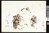  ( - CCDB-23957-D10)  @11 [ ] CreativeCommons - Attribution (2015) Department of Agriculture Agriculture and Agri-Food Canada National Collection of Vascular Plants (DAO