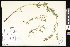  ( - CCDB-23957-D11)  @11 [ ] CreativeCommons - Attribution (2015) Department of Agriculture Agriculture and Agri-Food Canada National Collection of Vascular Plants (DAO