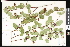  (Amelanchier cusickii - CCDB-23957-E08)  @11 [ ] CreativeCommons - Attribution (2015) Department of Agriculture Agriculture and Agri-Food Canada National Collection of Vascular Plants (DAO