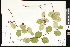  ( - CCDB-23957-F08)  @11 [ ] CreativeCommons - Attribution (2015) Department of Agriculture Agriculture and Agri-Food Canada National Collection of Vascular Plants (DAO