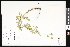  ( - CCDB-23957-F11)  @11 [ ] CreativeCommons - Attribution (2015) Department of Agriculture Agriculture and Agri-Food Canada National Collection of Vascular Plants (DAO