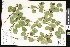  ( - CCDB-23957-G08)  @11 [ ] CreativeCommons - Attribution (2015) Department of Agriculture Agriculture and Agri-Food Canada National Collection of Vascular Plants (DAO