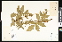  ( - CCDB-23957-G10)  @11 [ ] CreativeCommons - Attribution (2015) Department of Agriculture Agriculture and Agri-Food Canada National Collection of Vascular Plants (DAO
