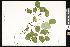  ( - CCDB-23957-H08)  @11 [ ] CreativeCommons - Attribution (2015) Department of Agriculture Agriculture and Agri-Food Canada National Collection of Vascular Plants (DAO