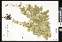  ( - CCDB-23957-H10)  @11 [ ] CreativeCommons - Attribution (2015) Department of Agriculture Agriculture and Agri-Food Canada National Collection of Vascular Plants (DAO