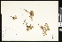  ( - CCDB-23957-H11)  @11 [ ] CreativeCommons - Attribution (2015) Department of Agriculture Agriculture and Agri-Food Canada National Collection of Vascular Plants (DAO