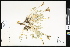  ( - CCDB-24799-B01)  @11 [ ] CreativeCommons - Attribution (2015) Department of Agriculture Agriculture and Agri-Food Canada National Collection of Vascular Plants (DAO