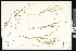  (Cryptantha watsonii - CCDB-24799-B09)  @11 [ ] CreativeCommons - Attribution (2015) Department of Agriculture Agriculture and Agri-Food Canada National Collection of Vascular Plants (DAO