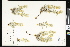  (Cryptantha macounii - CCDB-24799-B10)  @11 [ ] CreativeCommons - Attribution (2015) Department of Agriculture Agriculture and Agri-Food Canada National Collection of Vascular Plants (DAO