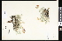  ( - CCDB-24799-C01)  @11 [ ] CreativeCommons - Attribution (2015) Department of Agriculture Agriculture and Agri-Food Canada National Collection of Vascular Plants (DAO