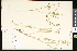  (Lomatium simplex - CCDB-24799-C04)  @11 [ ] CreativeCommons - Attribution (2015) Department of Agriculture Agriculture and Agri-Food Canada National Collection of Vascular Plants (DAO