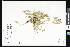 ( - CCDB-24799-D01)  @11 [ ] CreativeCommons - Attribution (2015) Department of Agriculture Agriculture and Agri-Food Canada National Collection of Vascular Plants (DAO