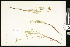  ( - CCDB-24799-D04)  @11 [ ] CreativeCommons - Attribution (2015) Department of Agriculture Agriculture and Agri-Food Canada National Collection of Vascular Plants (DAO