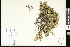  ( - CCDB-24799-D05)  @11 [ ] CreativeCommons - Attribution (2015) Department of Agriculture Agriculture and Agri-Food Canada National Collection of Vascular Plants (DAO