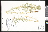  ( - CCDB-24799-D07)  @11 [ ] CreativeCommons - Attribution (2015) Department of Agriculture Agriculture and Agri-Food Canada National Collection of Vascular Plants (DAO