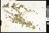  ( - CCDB-24799-E01)  @11 [ ] CreativeCommons - Attribution (2015) Department of Agriculture Agriculture and Agri-Food Canada National Collection of Vascular Plants (DAO