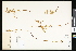  ( - CCDB-24799-E03)  @11 [ ] CreativeCommons - Attribution (2015) Department of Agriculture Agriculture and Agri-Food Canada National Collection of Vascular Plants (DAO