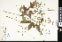  ( - CCDB-24799-F01)  @11 [ ] CreativeCommons - Attribution (2015) Department of Agriculture Agriculture and Agri-Food Canada National Collection of Vascular Plants (DAO