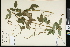  ( - CCDB-24799-G01)  @11 [ ] CreativeCommons - Attribution (2015) Department of Agriculture Agriculture and Agri-Food Canada National Collection of Vascular Plants (DAO