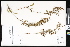  ( - CCDB-24799-G06)  @11 [ ] CreativeCommons - Attribution (2015) Department of Agriculture Agriculture and Agri-Food Canada National Collection of Vascular Plants (DAO