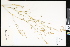 ( - CCDB-24799-H02)  @11 [ ] CreativeCommons - Attribution (2015) Department of Agriculture Agriculture and Agri-Food Canada National Collection of Vascular Plants (DAO
