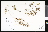  ( - CCDB-24799-H06)  @11 [ ] CreativeCommons - Attribution (2015) Department of Agriculture Agriculture and Agri-Food Canada National Collection of Vascular Plants (DAO