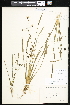  ( - CCDB-24820-A03)  @11 [ ] CreativeCommons - Attribution (2015) Department of Agriculture Agriculture and Agri-Food Canada National Collection of Vascular Plants (DAO