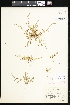  (Plagiobothrys leptocladus - CCDB-24820-B02)  @11 [ ] CreativeCommons - Attribution (2015) Department of Agriculture Agriculture and Agri-Food Canada National Collection of Vascular Plants (DAO