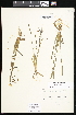  ( - CCDB-24820-B03)  @11 [ ] CreativeCommons - Attribution (2015) Department of Agriculture Agriculture and Agri-Food Canada National Collection of Vascular Plants (DAO