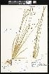  ( - CCDB-24820-C03)  @11 [ ] CreativeCommons - Attribution (2015) Department of Agriculture Agriculture and Agri-Food Canada National Collection of Vascular Plants (DAO