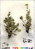  (Potentilla bipinnatifida - CCDB-24820-C12)  @11 [ ] CreativeCommons - Attribution (2015) Canadian Museum of Nature Canadian Museum of Nature