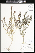  ( - CCDB-24820-D01)  @11 [ ] CreativeCommons - Attribution (2015) Department of Agriculture Agriculture and Agri-Food Canada National Collection of Vascular Plants (DAO