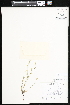  ( - CCDB-24820-D02)  @11 [ ] CreativeCommons - Attribution (2015) Department of Agriculture Agriculture and Agri-Food Canada National Collection of Vascular Plants (DAO