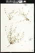  (Plagiobothrys tenellus - CCDB-24820-E02)  @11 [ ] CreativeCommons - Attribution (2015) Department of Agriculture Agriculture and Agri-Food Canada National Collection of Vascular Plants (DAO