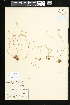  ( - CCDB-24820-F02)  @11 [ ] CreativeCommons - Attribution (2015) Department of Agriculture Agriculture and Agri-Food Canada National Collection of Vascular Plants (DAO