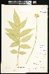  (Cephalaria gigantea - CCDB-24820-F07)  @11 [ ] CreativeCommons - Attribution (2015) Department of Agriculture Agriculture and Agri-Food Canada National Collection of Vascular Plants (DAO