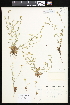  ( - CCDB-24820-G02)  @11 [ ] CreativeCommons - Attribution (2015) Department of Agriculture Agriculture and Agri-Food Canada National Collection of Vascular Plants (DAO