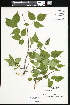  ( - CCDB-24820-G03)  @11 [ ] CreativeCommons - Attribution (2015) Department of Agriculture Agriculture and Agri-Food Canada National Collection of Vascular Plants (DAO