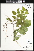  ( - CCDB-24820-H03)  @11 [ ] CreativeCommons - Attribution (2015) Department of Agriculture Agriculture and Agri-Food Canada National Collection of Vascular Plants (DAO