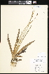  ( - CCDB-24820-H04)  @11 [ ] CreativeCommons - Attribution (2015) Department of Agriculture Agriculture and Agri-Food Canada National Collection of Vascular Plants (DAO
