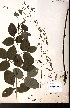  ( - CCDB-28092-A08)  @11 [ ] CreativeCommons - Attribution (2015) University of Alberta Herbarium University of Alberta Herbarium