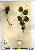  (Crataegus stolonifera - CCDB-28092-B02)  @11 [ ] CreativeCommons - Attribution (2015) Canadian Museum of Nature Canadian Museum of Nature