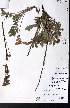  (Potentilla lasiodonta - CCDB-28092-B06)  @11 [ ] CreativeCommons - Attribution (2015) University of Alberta Herbarium University of Alberta Herbarium
