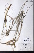  ( - CCDB-28092-C09)  @11 [ ] CreativeCommons - Attribution (2015) University of Alberta Herbarium University of Alberta Herbarium