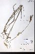  ( - CCDB-28092-D09)  @11 [ ] CreativeCommons - Attribution (2015) University of Alberta Herbarium University of Alberta Herbarium