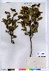  ( - CCDB-28092-E02)  @11 [ ] CreativeCommons - Attribution (2015) Canadian Museum of Nature Canadian Museum of Nature