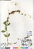  (Cuscuta umbrosa - CCDB-28092-F03)  @11 [ ] CreativeCommons - Attribution (2015) Canadian Museum of Nature Canadian Museum of Nature