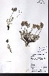  ( - CCDB-28092-F07)  @11 [ ] CreativeCommons - Attribution (2015) University of Alberta Herbarium University of Alberta Herbarium
