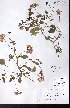  (Abronia umbellata var. platyphylla - CCDB-28092-F09)  @11 [ ] CreativeCommons - Attribution (2015) University of Alberta Herbarium University of Alberta Herbarium